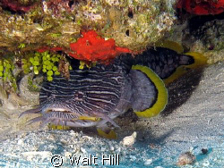 The illusive Splendid Toadfish common to Cozumel, comes o... by Walt Hill 